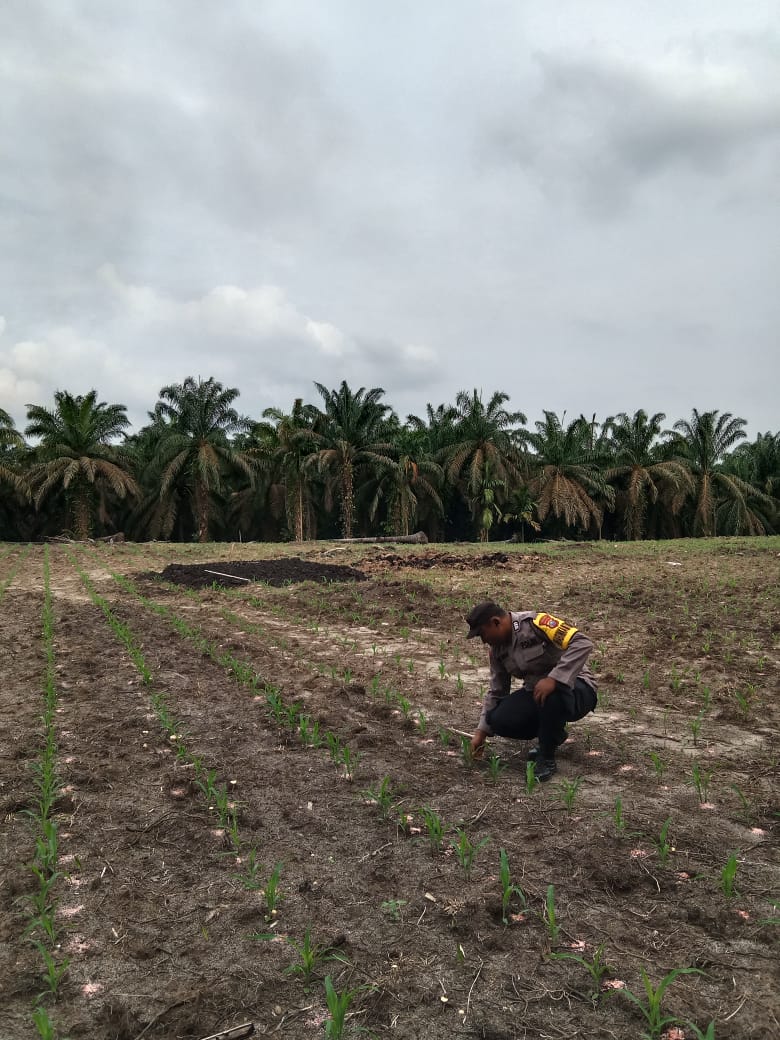 Bhabinkamtibmas Polsek Bandar Pulau Laksanakan Monitoring Lahan Jagung Dukung Program Ketahanan Pangan